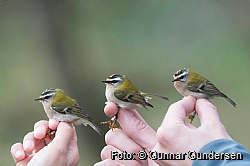 Firecrest