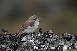 Turkestan Shrike