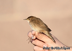 Savi's Warbler