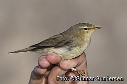 Willow Warbler