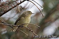 Chiffchaff