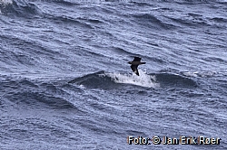 Great Skua