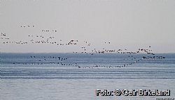 Brent geese on their way to Svalbard