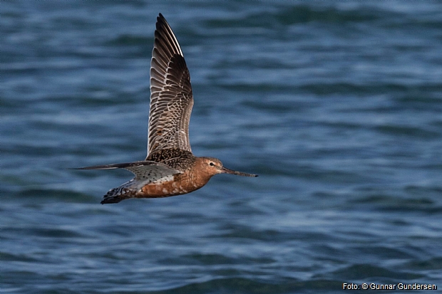 Barred-tailed Godwit