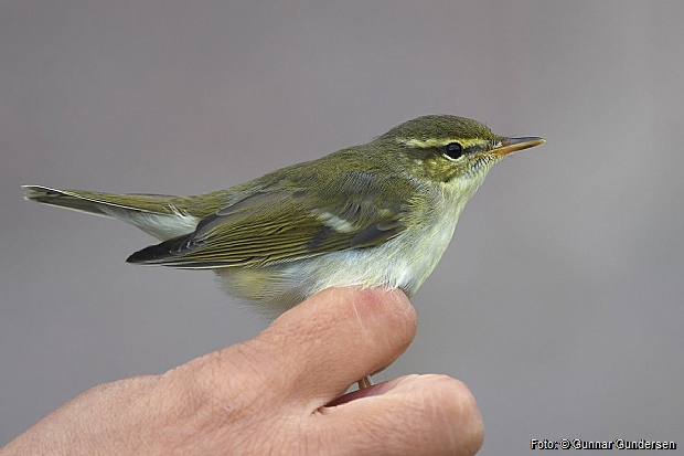 Arctic Warbler