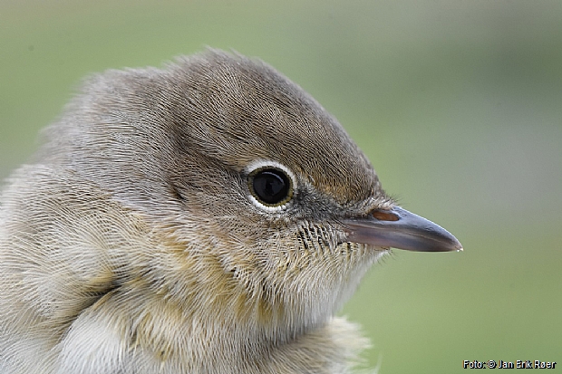 Garden Warbler