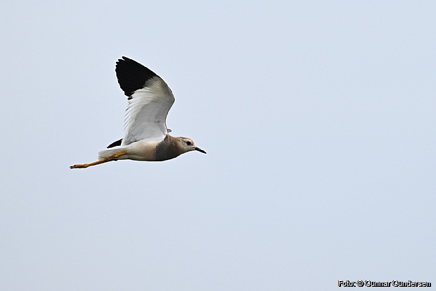 White-tailed Lapwing