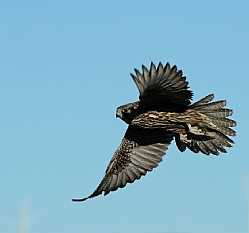 Gyr Falcon