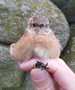 Common Stonechat