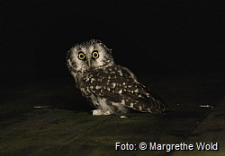 Tengmalm's owls are active at night, and resting during the day.