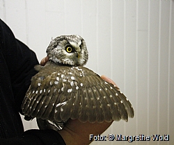 Owl's ages are determined from color nuances on the wing.