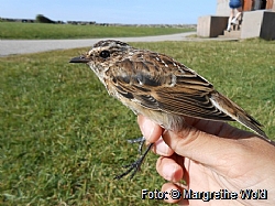 Young whinchat.