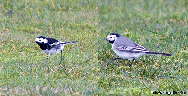 Pied wagtail (left) and white wagtail (right).