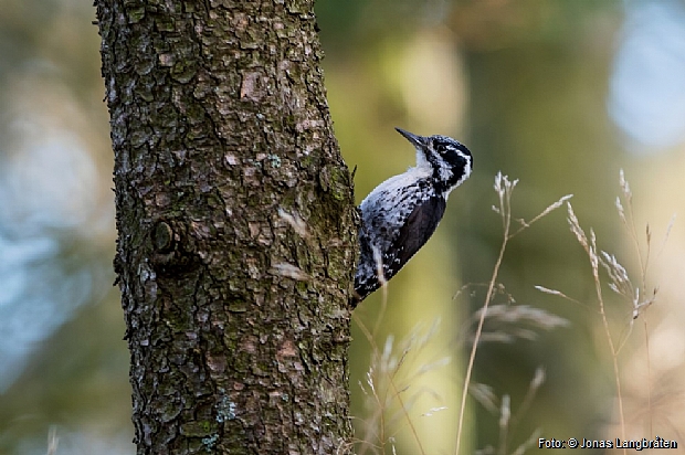 Three-toed Woodpecker, Lista