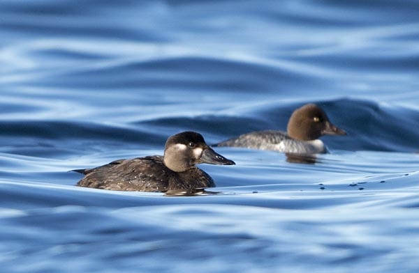 Surf Scoter