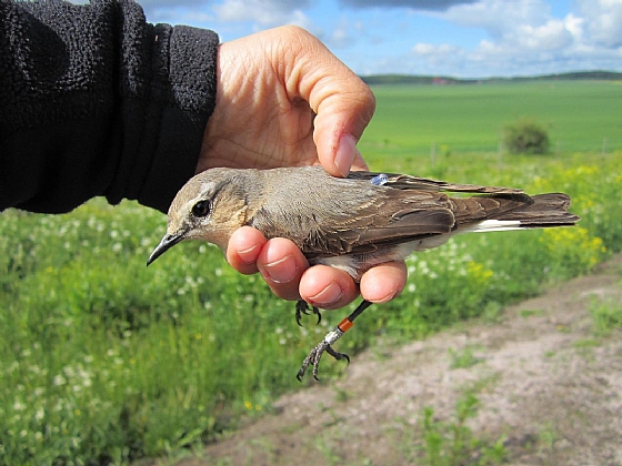 Female wheatear with geolocator attached, Sweden, May 2012.