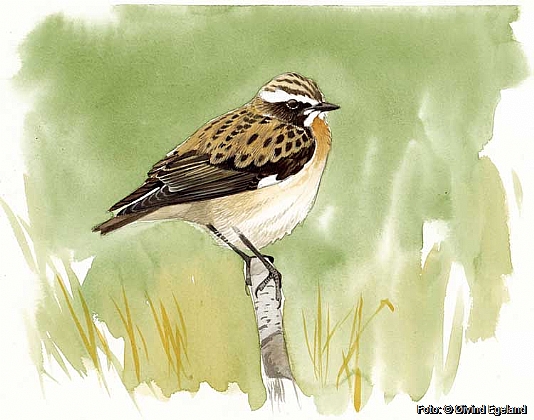 Whinchat, watercolour by ivind Egeland.
