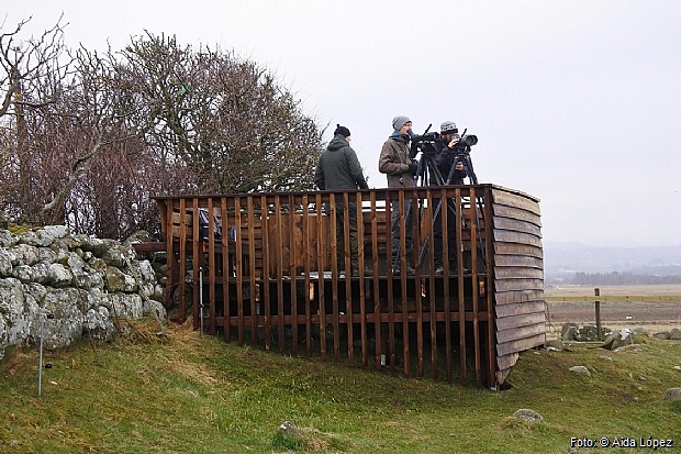 Birdwatchers counting from the new platform.