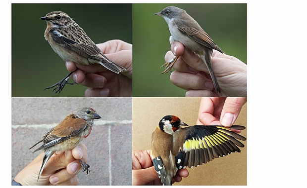 Denne internasjonale publikasjonen er basert p millioner av talte <br> og ringmerkede fugler, hvor hvert individ teller.<br>