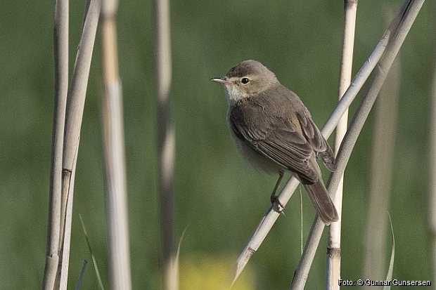 Booted Warbler